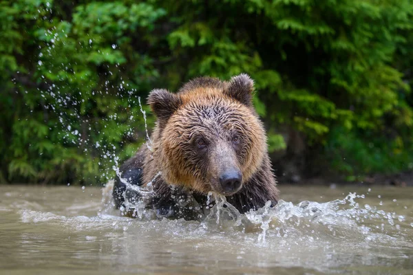 Éclaboussures Ours Brun Ursus Arctos Adultes Sauvages Dans Lac Forestier — Photo