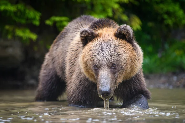 Dziki Dorosły Niedźwiedź Brunatny Ursus Arctos Wodzie Niebezpieczne Zwierzę Naturze — Zdjęcie stockowe