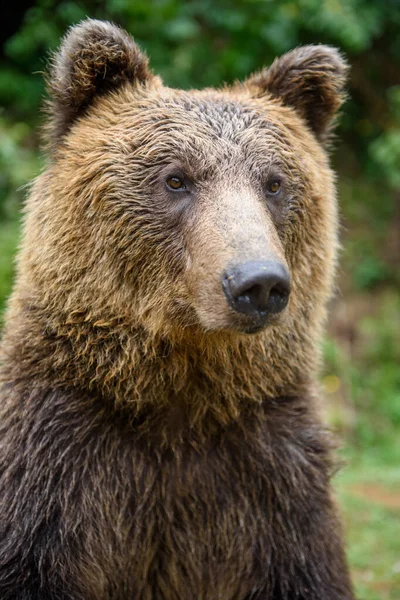 Ours Brun Adulte Sauvage Ursus Arctos Dans Forêt Été Animaux — Photo