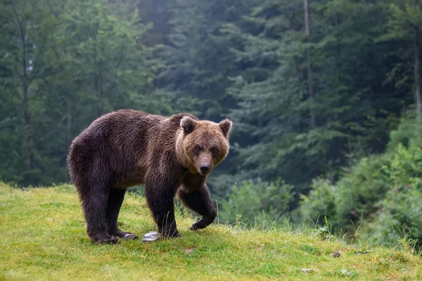 Дикий Взрослый Коричневый Медведь Ursus Arctos Горном Летнем Лесу — стоковое фото