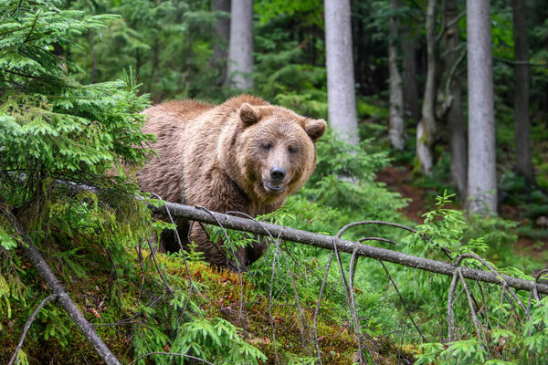 Wild adult Brown Bear ( Ursus Arctos ) in the summer forest. Dangerous animal in nature. Wildlife scene
