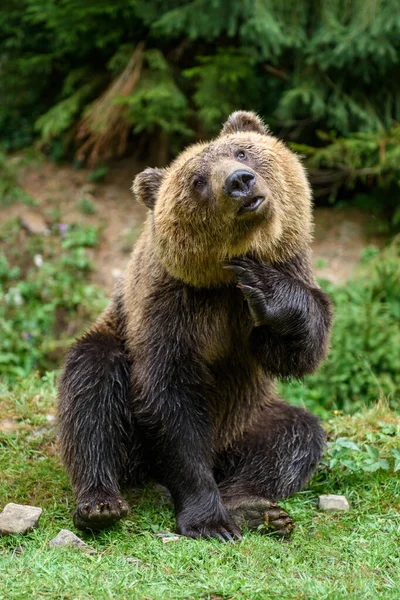 Close Urso Marrom Sentado Pose Engraçada Floresta Verão — Fotografia de Stock