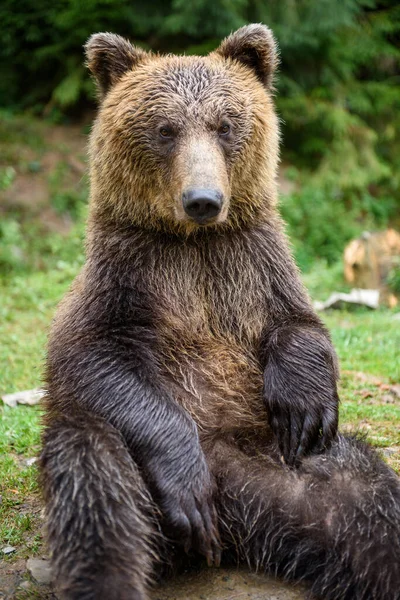 Cerca Oso Pardo Sentado Pose Divertida Bosque Verano — Foto de Stock