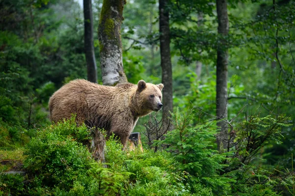 Wild Adult Brown Bear Ursus Arctos Mountain Summer Forest Stock Photo