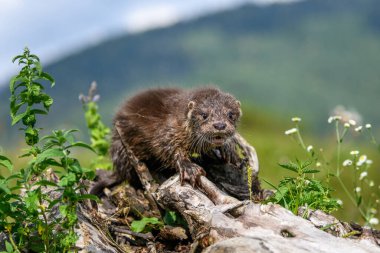 Lutra doğada yaşıyor. Su avcısının portresi. Nehirden gelen hayvan. Vahşi yaşam sahnesi
