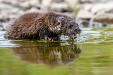 Lutra doğada yaşıyor. Su avcısının portresi. Nehirden gelen hayvan. Vahşi yaşam sahnesi