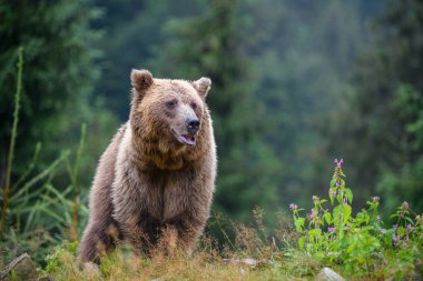 Vahşi yetişkin Boz Ayı (Ursus Arctos) dağ ormanında