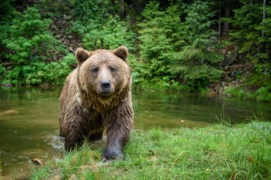 Vahşi yetişkin Boz Ayı (Ursus Arctos) suda. Doğada tehlikeli bir hayvan. Vahşi yaşam sahnesi
