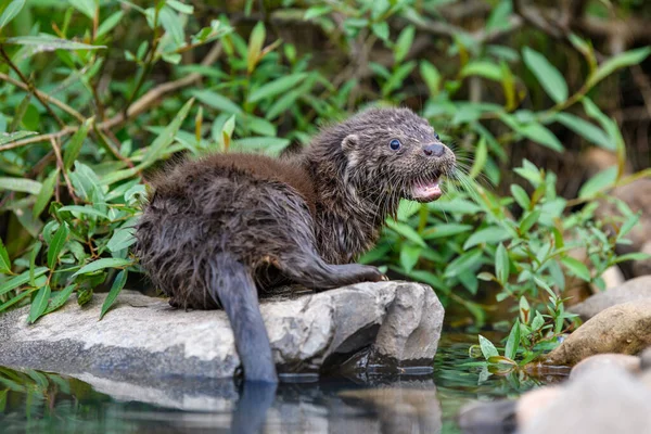 Lutra Natürlichen Lebensraum Porträt Eines Wasserräubers Tier Aus Dem Fluss — Stockfoto