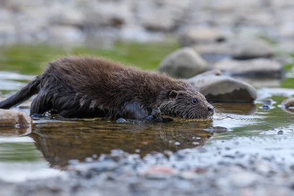 Lutra Nell Habitat Naturale Ritratto Predatore Acqua Animale Del Fiume — Foto Stock