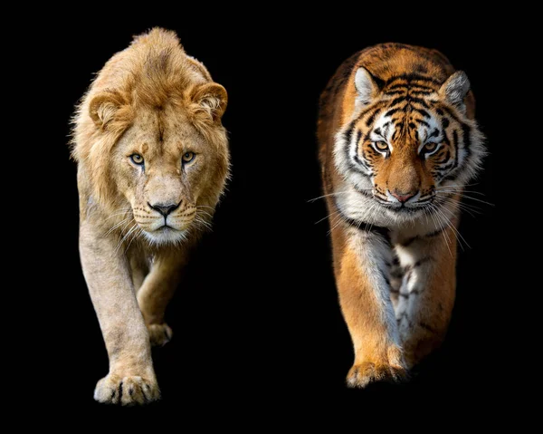Великий Лев Сибірський Тигр Чорному Тлі — стокове фото