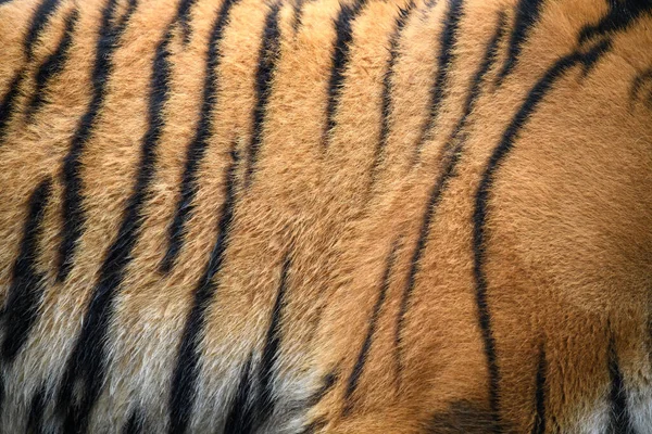 Primer Plano Textura Piel Tigre Real Tigris Piel Fondo Textura — Foto de Stock