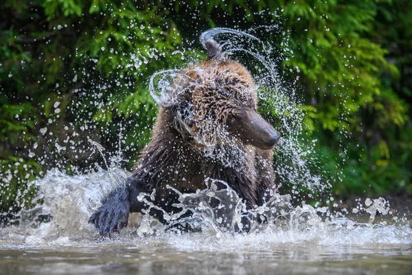 Дикий Дорослий Ведмідь Браун Ursus Arctos Плескається Лісовому Озері Небезпечна — стокове фото