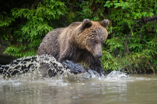 Vadon Élő Barna Medve Ursus Arctos Fröcskölődik Erdei Tóban Veszélyes — Stock Fotó