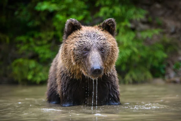 Dospělý Medvěd Hnědý Ursus Arctos Vodě Nebezpečné Zvíře Přírodě Divoká — Stock fotografie