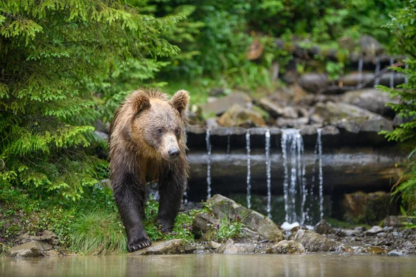 Dospělý Medvěd Hnědý Ursus Arctos Vodě Nebezpečné Zvíře Přírodě Divoká — Stock fotografie