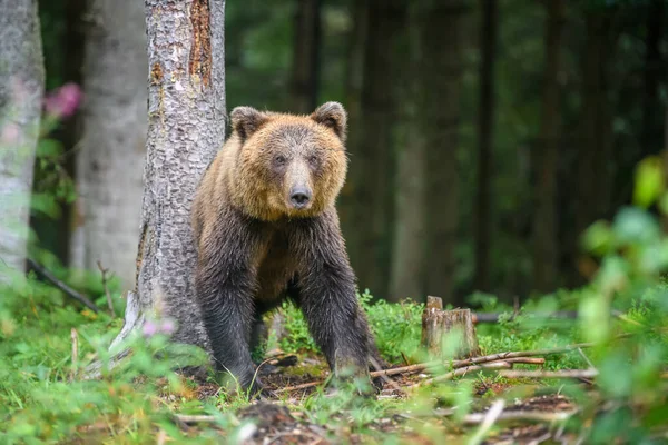Wild Adult Brown Bear Ursus Arctos Στο Καλοκαιρινό Δάσος Επικίνδυνο — Φωτογραφία Αρχείου