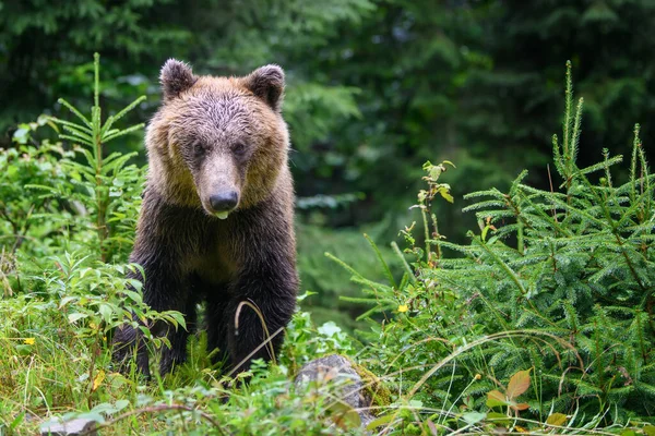 Дикий Взрослый Бурый Медведь Ursus Arctos Летнем Лесу Опасное Животное — стоковое фото