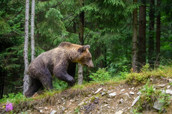 Oso Marrón Adulto Salvaje Ursus Arctos Bosque Verano Animales Peligrosos —  Fotos de Stock