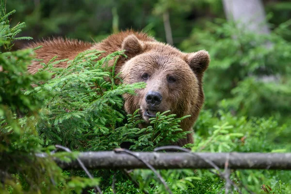 Vilda Vuxna Brunbjörnen Ursus Arctos Sommarskogen Farliga Djur Naturen Vilt — Stockfoto