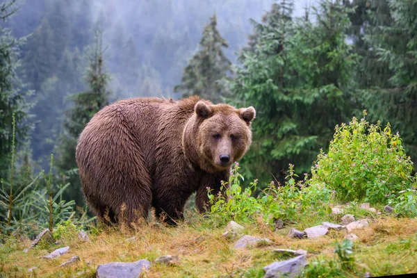 Дикий Взрослый Коричневый Медведь Ursus Arctos Горном Летнем Лесу — стоковое фото