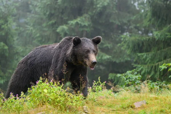 Urso Castanho Adulto Selvagem Ursus Arctos Floresta Verão Montanha — Fotografia de Stock