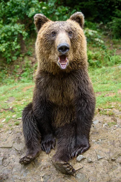 Close Urso Marrom Sentado Pose Engraçada Floresta Verão — Fotografia de Stock