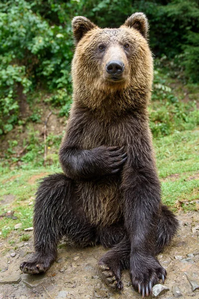 Close Brown Bear Sitting Funny Pose Summer Forest — Stock Photo, Image