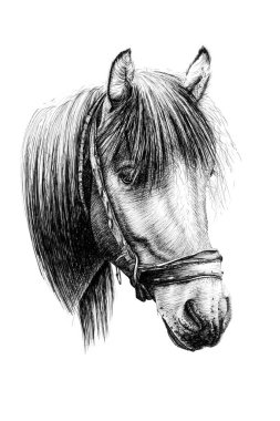 Beyaz arka planda el çizimi at portresi, çizim grafikleri monokrom çizimi (orijinaller, iz sürme yok)