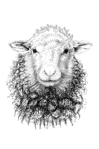 Ręcznie Rysowany Portret Owcy Szkic Grafika Monochromatyczna Ilustracja Białym Tle — Zdjęcie stockowe