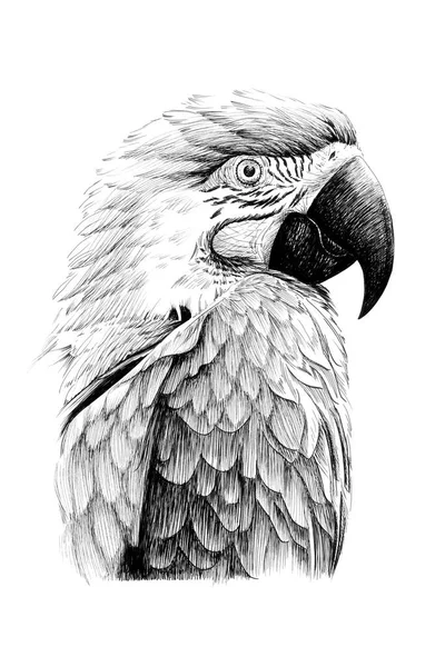 Ręcznie Rysowany Portret Papugi Szkic Grafika Monochromatyczna Ilustracja Białym Tle — Zdjęcie stockowe