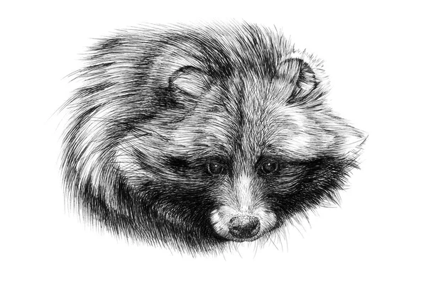 Hand Drawn Raccoon Portrait Sketch Graphics Monochrome Illustration White Background — Stock Photo, Image
