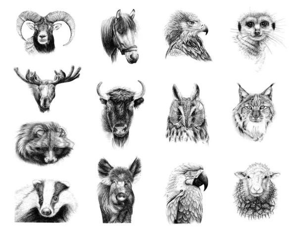 十三个动物的手绘肖像 在白色背景上绘制单色草图 无痕迹 — 图库照片