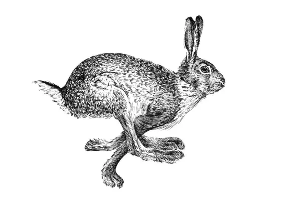 Handgezeichneter Hase Skizzengrafik Monochrome Illustration Auf Weißem Hintergrund Originale Keine — Stockfoto