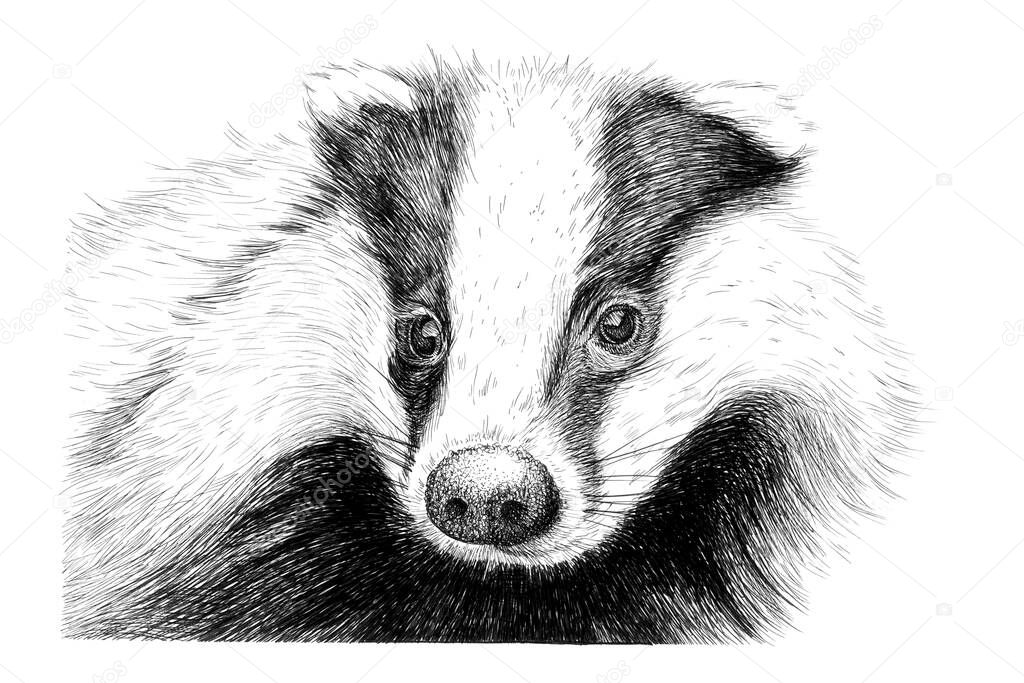 Hand drawn badger portrait, sketch graphics monochrome illustration on white background (originals, no tracing)