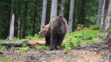 Yaz mevsiminde vahşi bir ormanda büyük kahverengi ayı