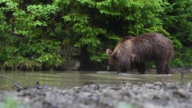 Büyük kahverengi ayı yazın vahşi bir orman nehrinde yüzer.