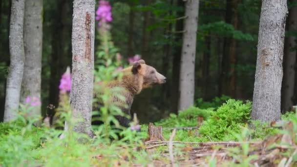 Großer Braunbär Sommer Einem Wilden Wald — Stockvideo