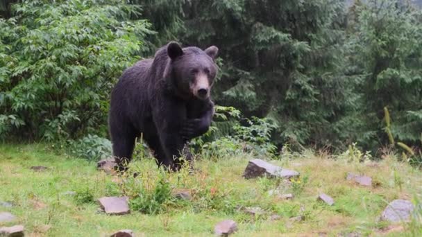 Grande Urso Marrom Uma Floresta Selvagem Hora Verão — Vídeo de Stock