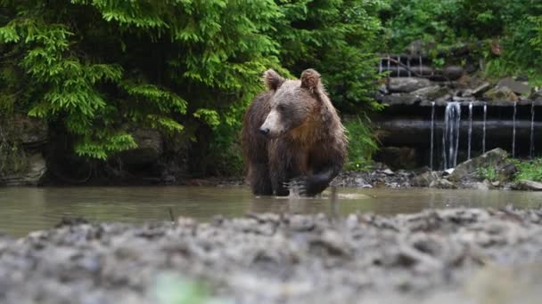 夏には大規模なヒグマが野生の森の川で泳ぐ — ストック動画