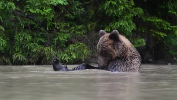 Duży Niedźwiedź Brunatny Pływa Dzikiej Leśnej Rzece Latem — Wideo stockowe