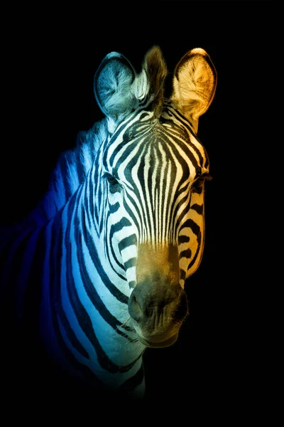 Close Portret Van Zebra Een Warme Koude Schaduw — Stockfoto