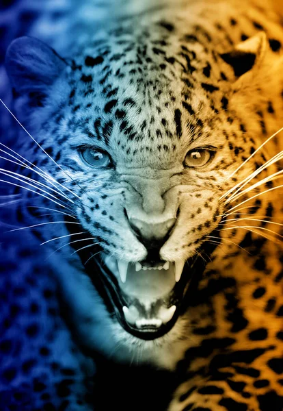 Detail Portrét Leoparda Horkém Studeném Odstínu — Stock fotografie