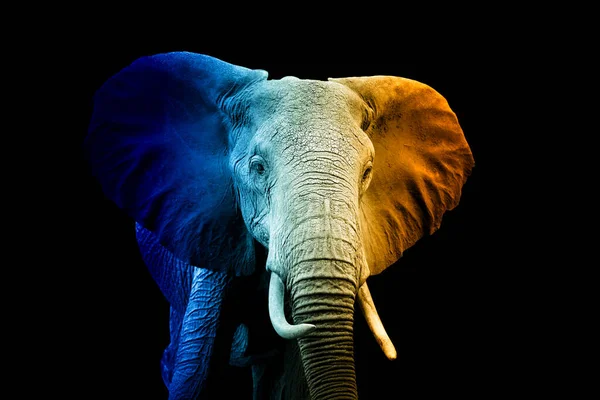 Close Portrait Elephant Hot Cold Shade — Stock Photo, Image