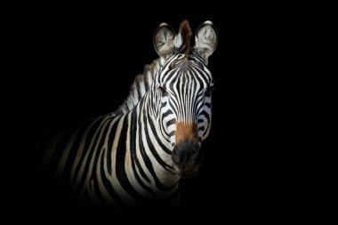 Yakından bak zebra. Siyah arka planda izole edilmiş vahşi bir hayvan.