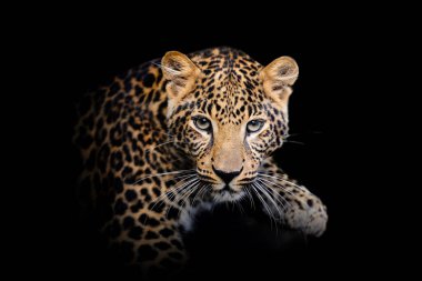 Yakından bak Leopar. Siyah arka planda izole edilmiş vahşi bir hayvan.