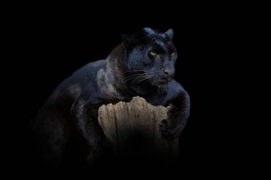 Yakından bak Leopar. Siyah arka planda izole edilmiş vahşi bir hayvan.