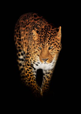 Yakından bak Leopar. Siyah arka planda izole edilmiş vahşi bir hayvan.