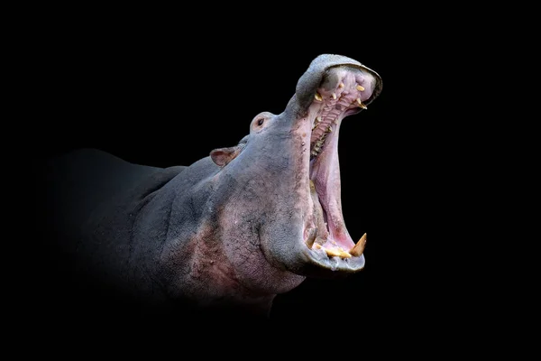 Close View Hippo Wild Animal Isolated Black Background — Stock Photo, Image