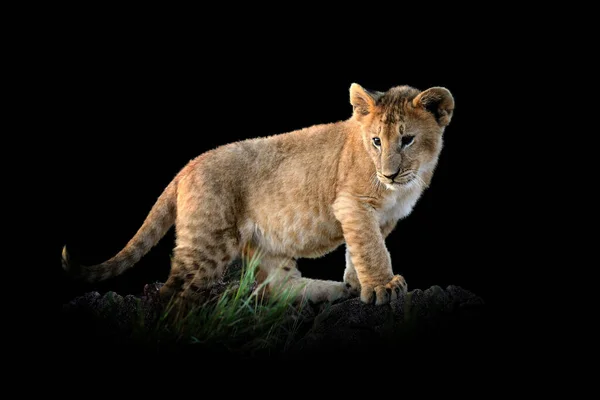 Vista Vicino Lion Cub Animale Selvatico Isolato Sfondo Nero — Foto Stock